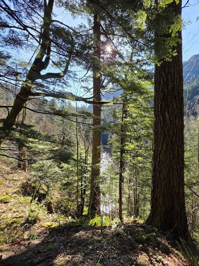 Old-Growth Forest All Around You