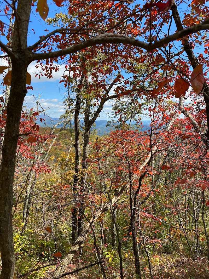 Ancient Trees And The Shadows They Cast