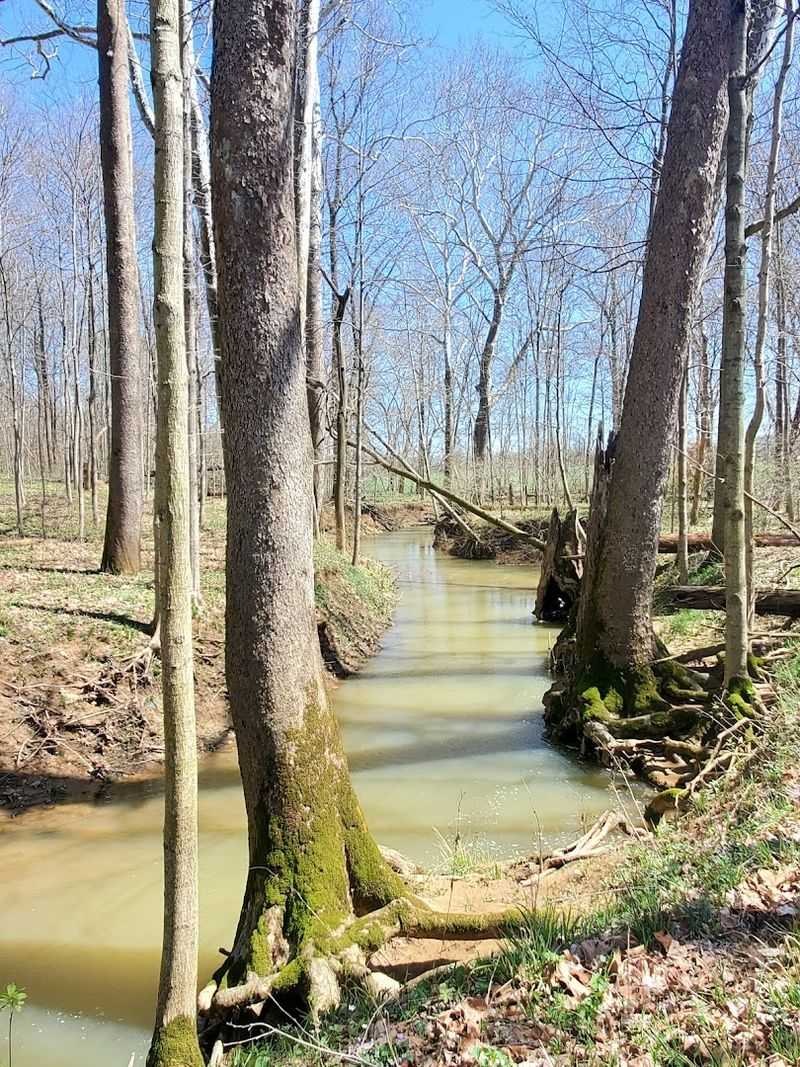 The Natural Force Running Through This Forest