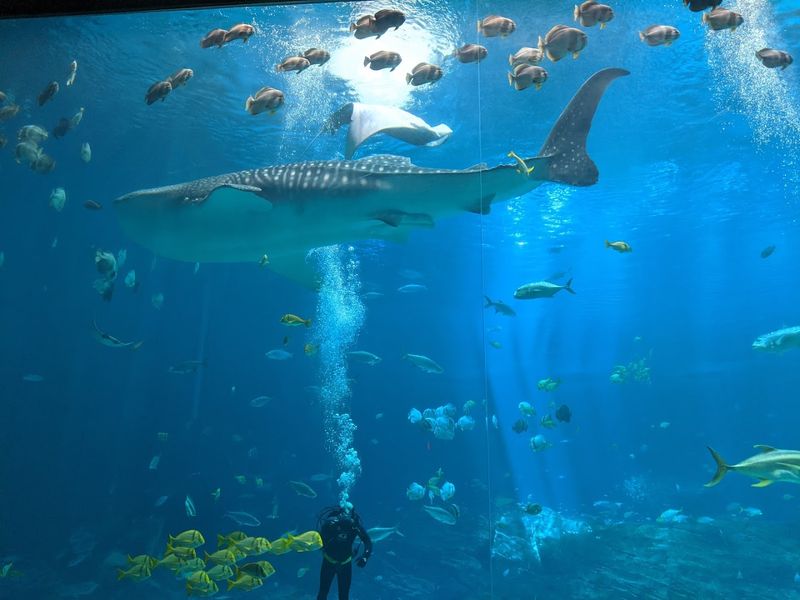 Swimming With Whale Sharks