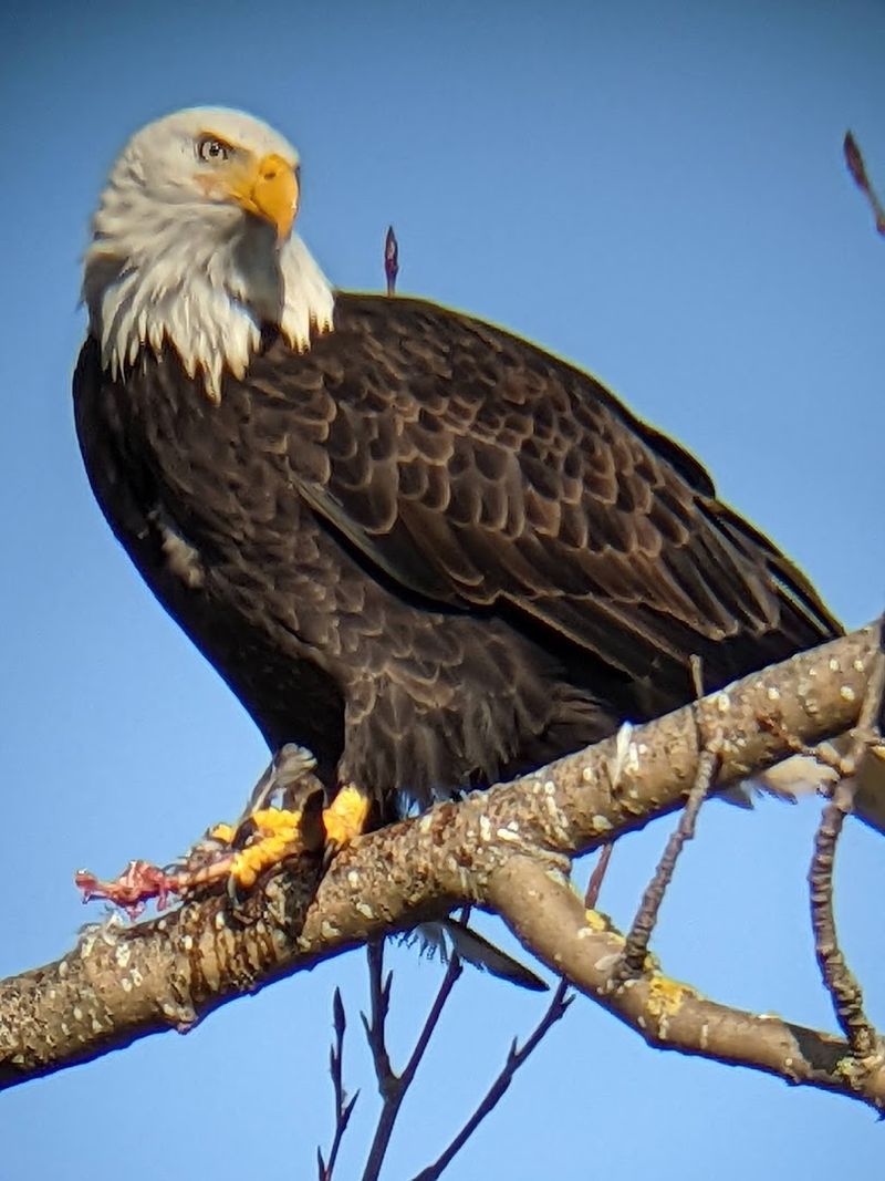 Wildlife Along The Way