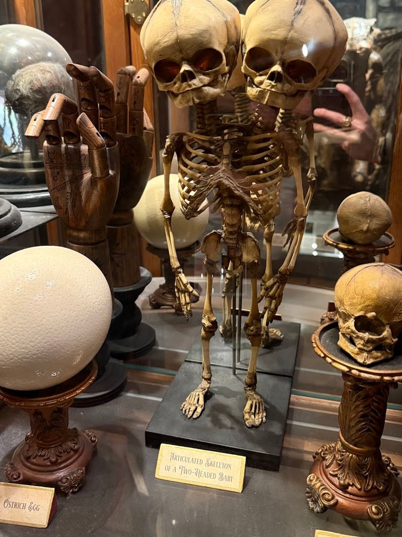 Shrunken Heads And Sideshow Curiosities