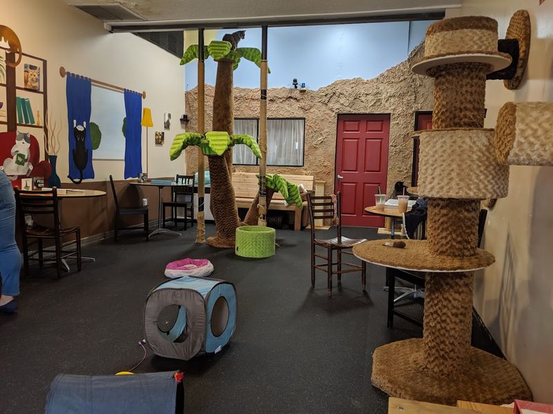 What The Cat Café San Diego Actually Is