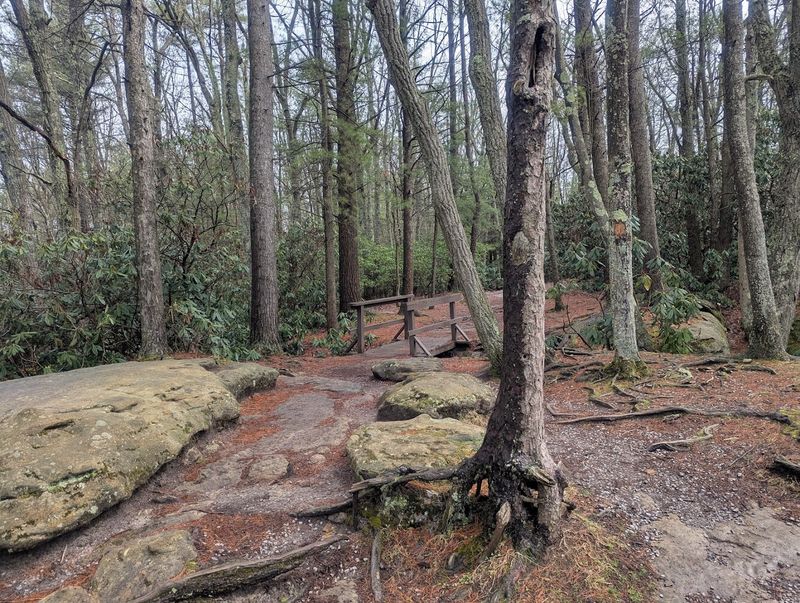 A Forest That Predates Almost Everything You Know