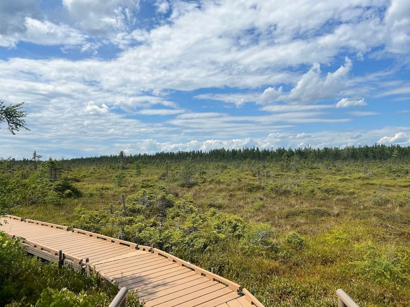 A Bog That Feels Like Another Planet