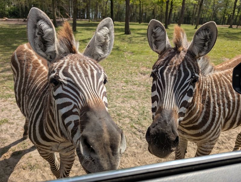A Safari Park Unlike Anything Else