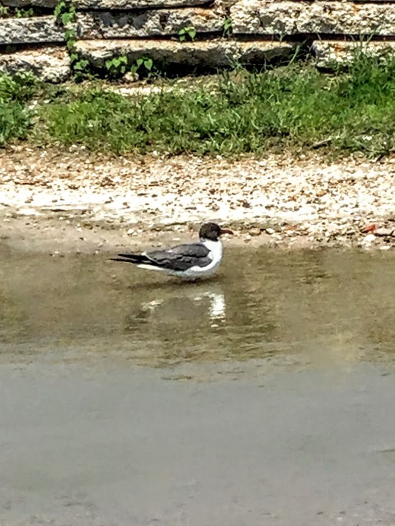 Birding On The Great Texas Coastal Birding Trail