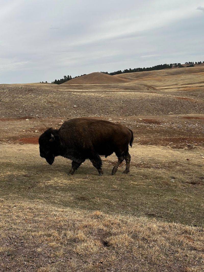 Wildlife Along The Way