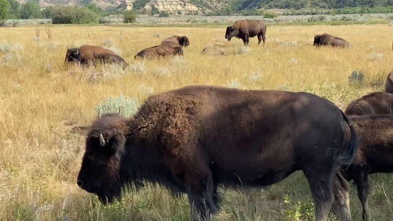 Wildlife Encounters You Will Not Stop Talking About