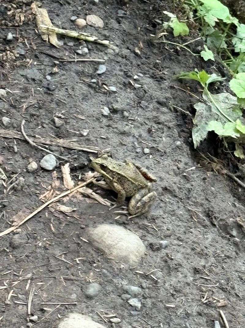 Wildlife You Might Actually See