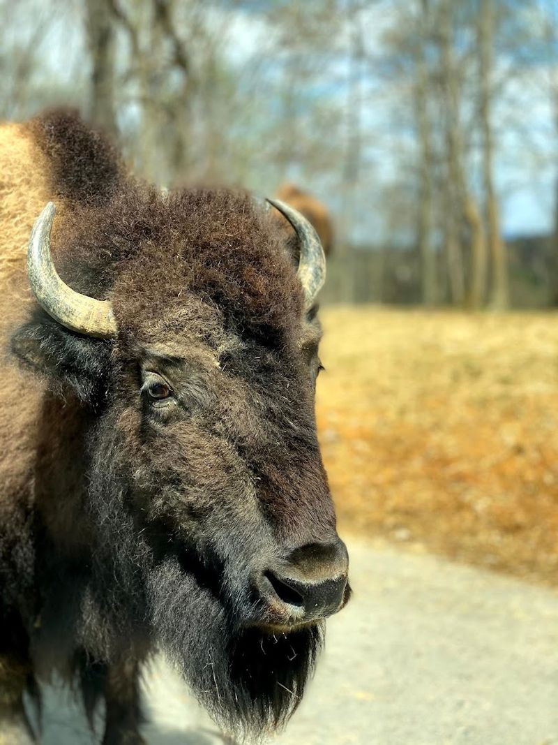 Animals That Steal The Show