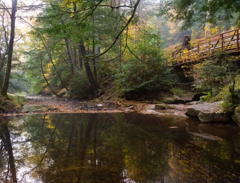 The Scale Of Cook Forest State Park Beyond The Cathedral