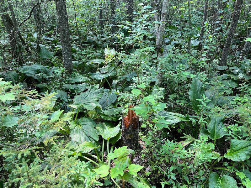 What To Expect From The Terrain Underfoot