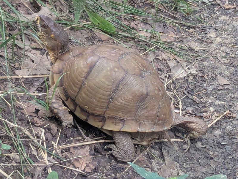 Wildlife Watching Along The Way