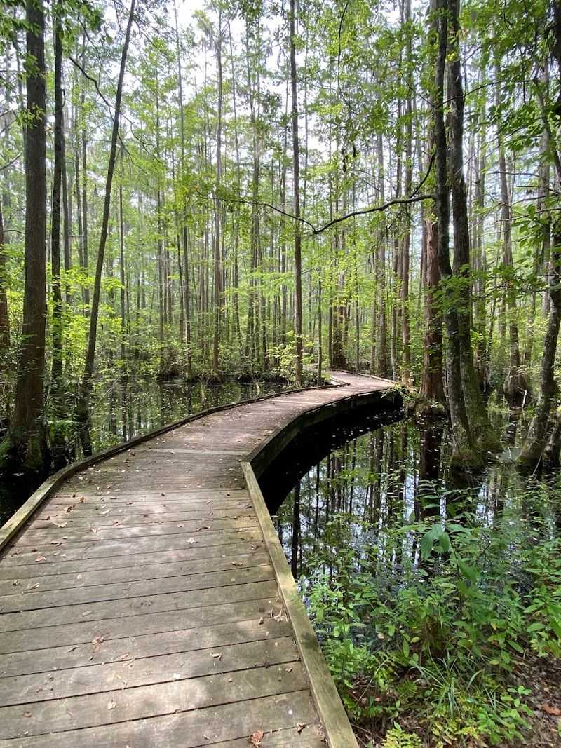 The Boardwalk That Feels Like Walking On Water