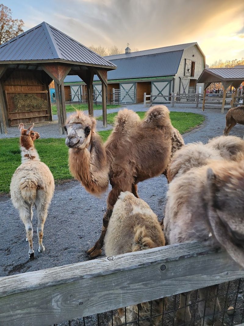 Animals You Will Actually Get Close To