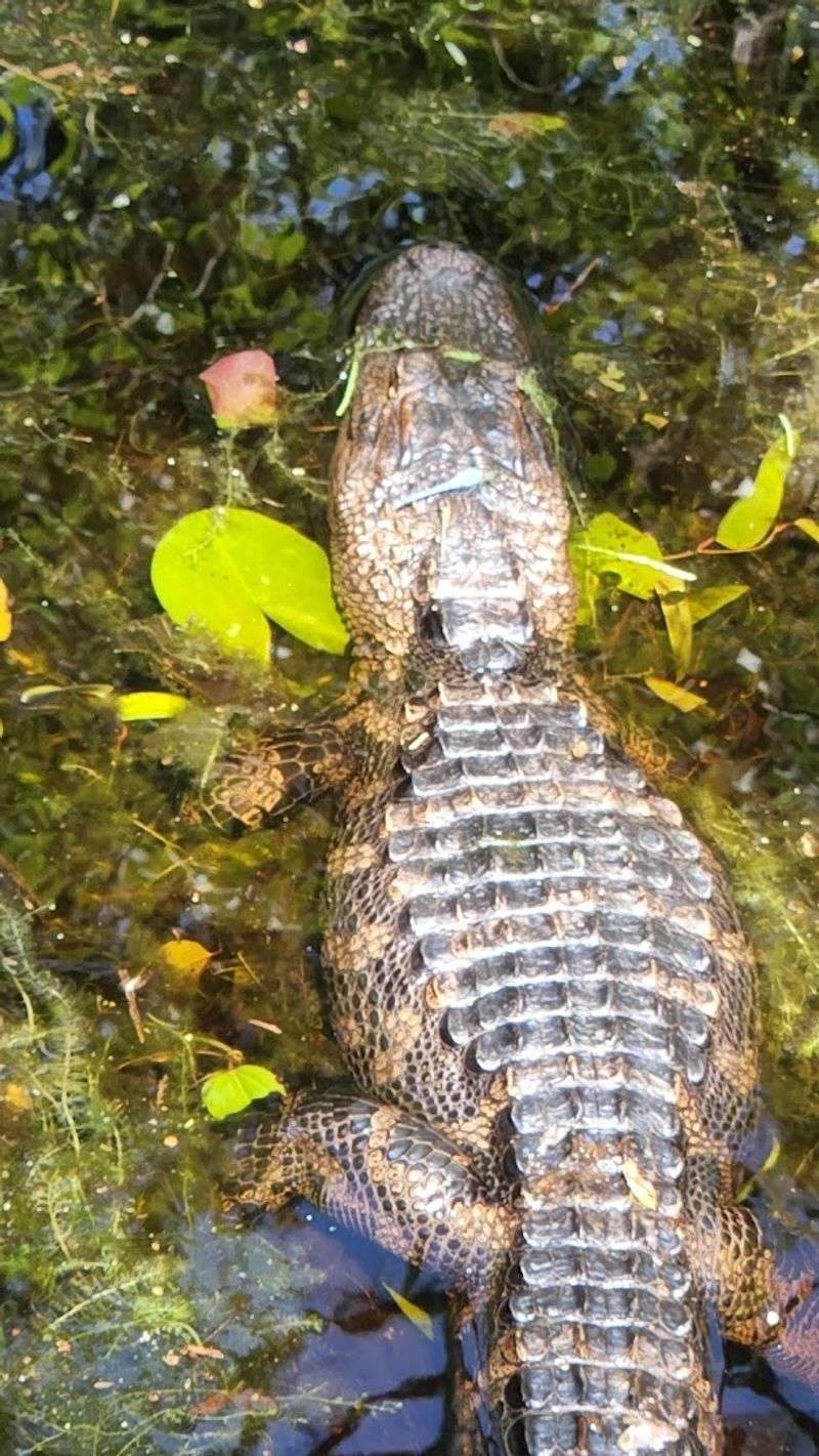 Wildlife Watching At Every Turn