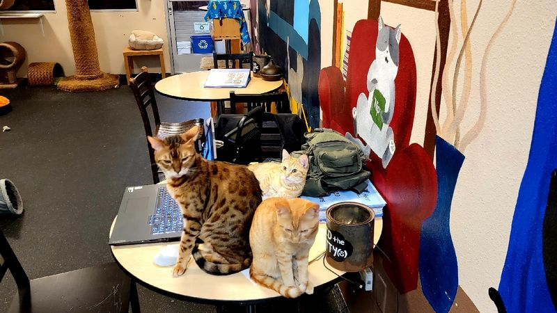 The Rescue Mission Behind Every Visit