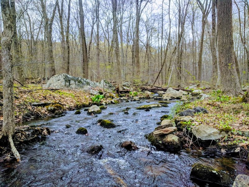 Wildlife Hiding Between The Rocks And Roots