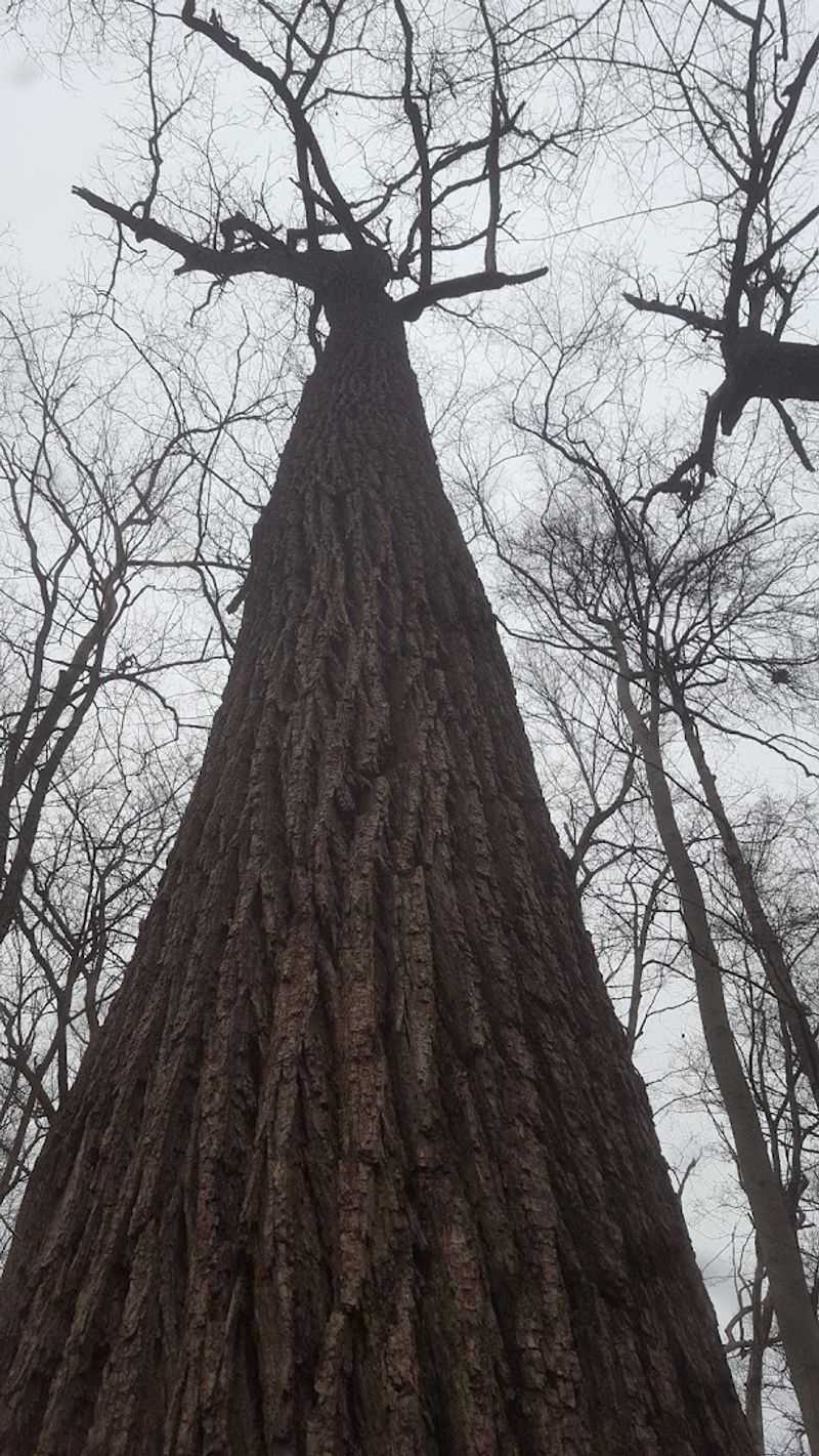 The Trees You Will Actually See On The Trail
