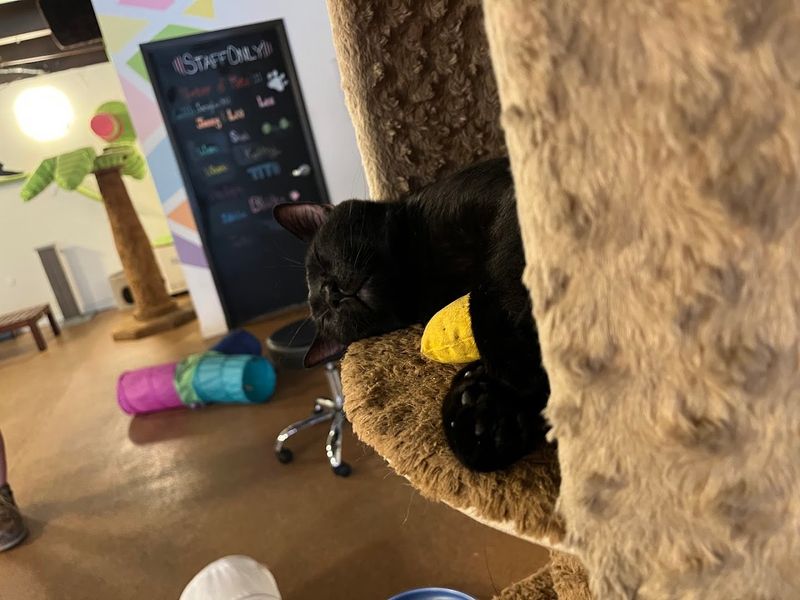 Visiting With Kids And Fellow Cat Lovers