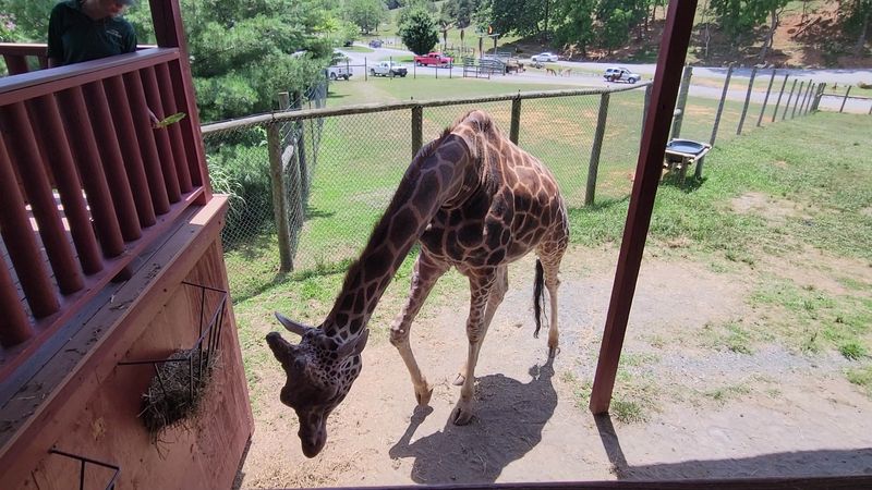Safari Village Walk-Through Area
