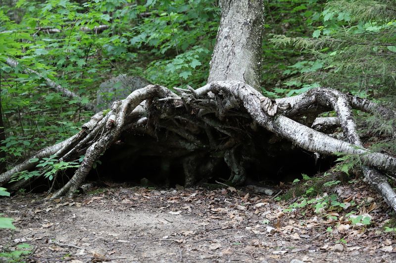 Wildlife And Forest Life Along The Way