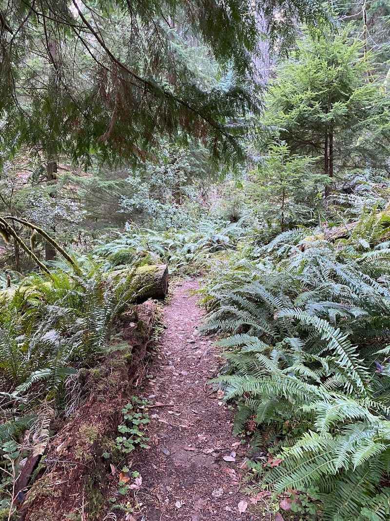 The Trail Down To The Beach