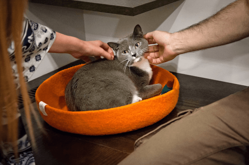 The Cats You Will Meet Here Are Truly Unforgettable