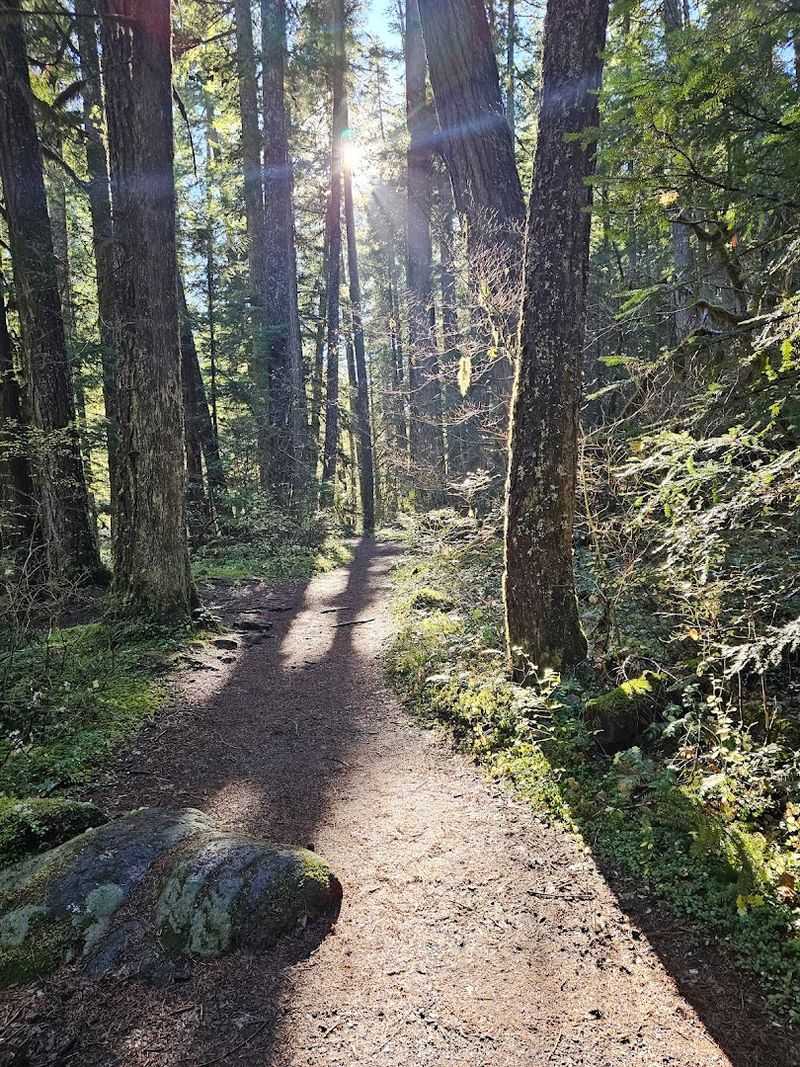 The Forest Trail Offers Three Miles Of Pure Pacific Northwest Beauty