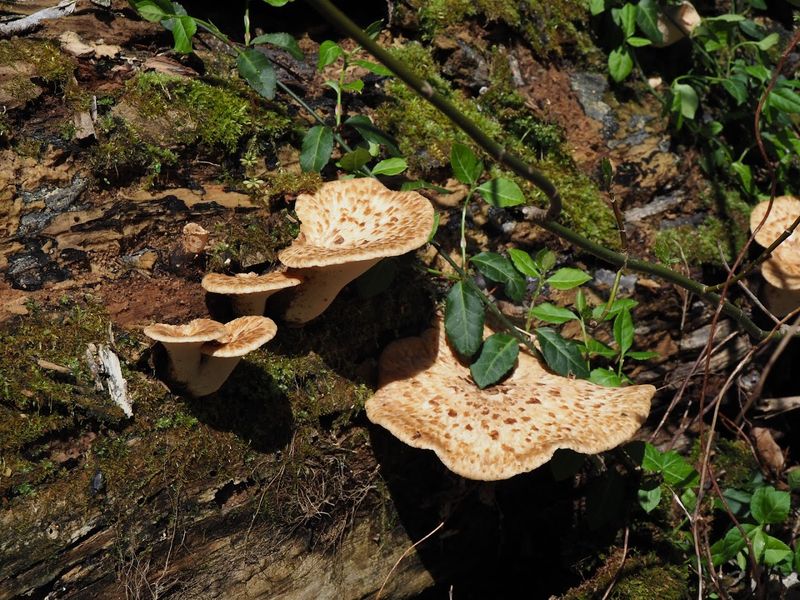 Wildlife And Sounds That Remind You This Forest Is Alive