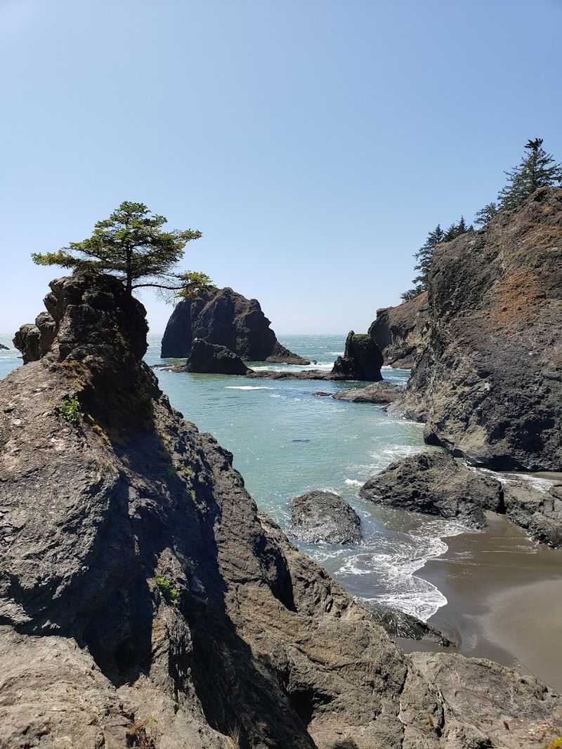 Wildlife You Might Encounter Along The Shore