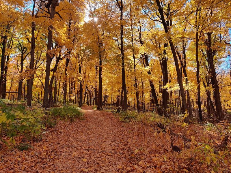 The Big Woods Story Behind The Park