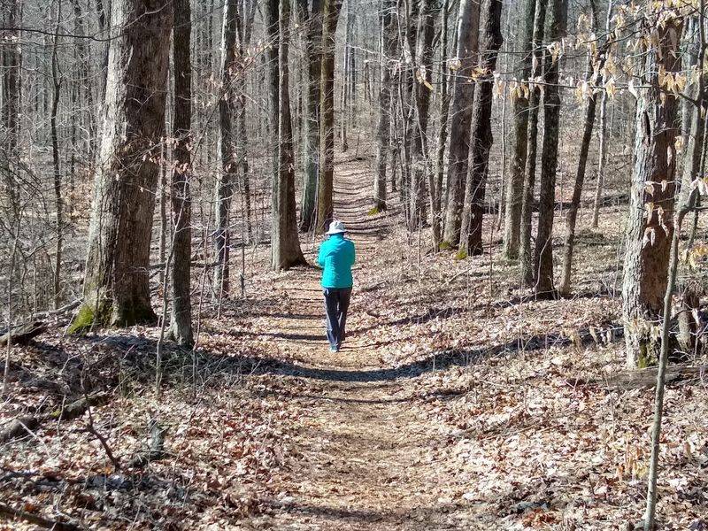 A Better Way To Experience This Rare Forest