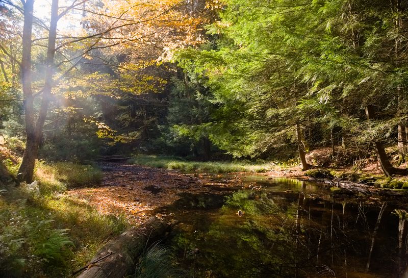 Why Old-Growth Forests Are So Rare In The East