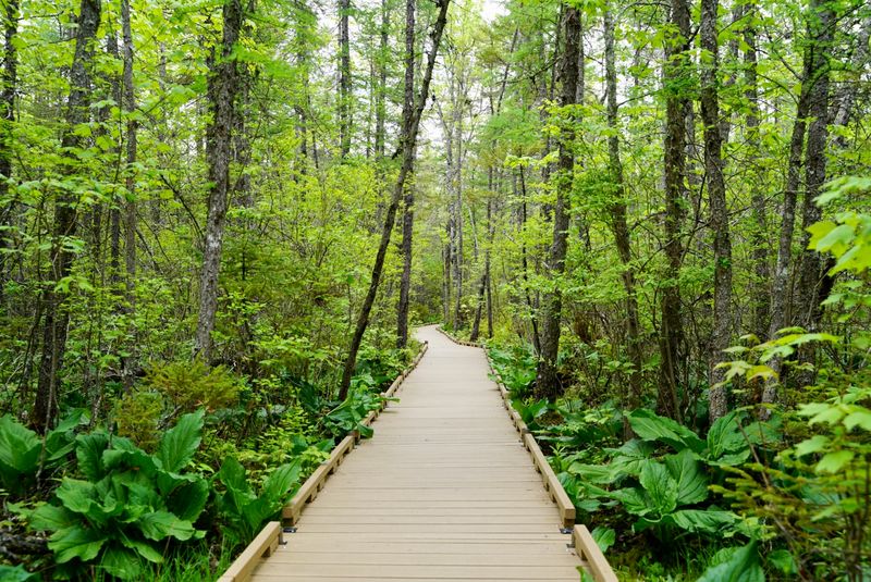 The Forest Tunnel Before The Big Reveal