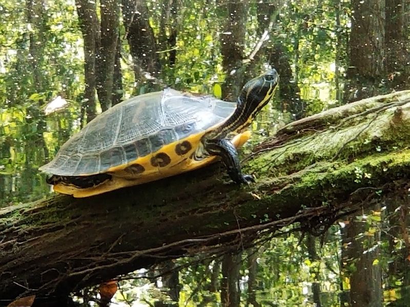 Paddling The Blackwater Like You Own It