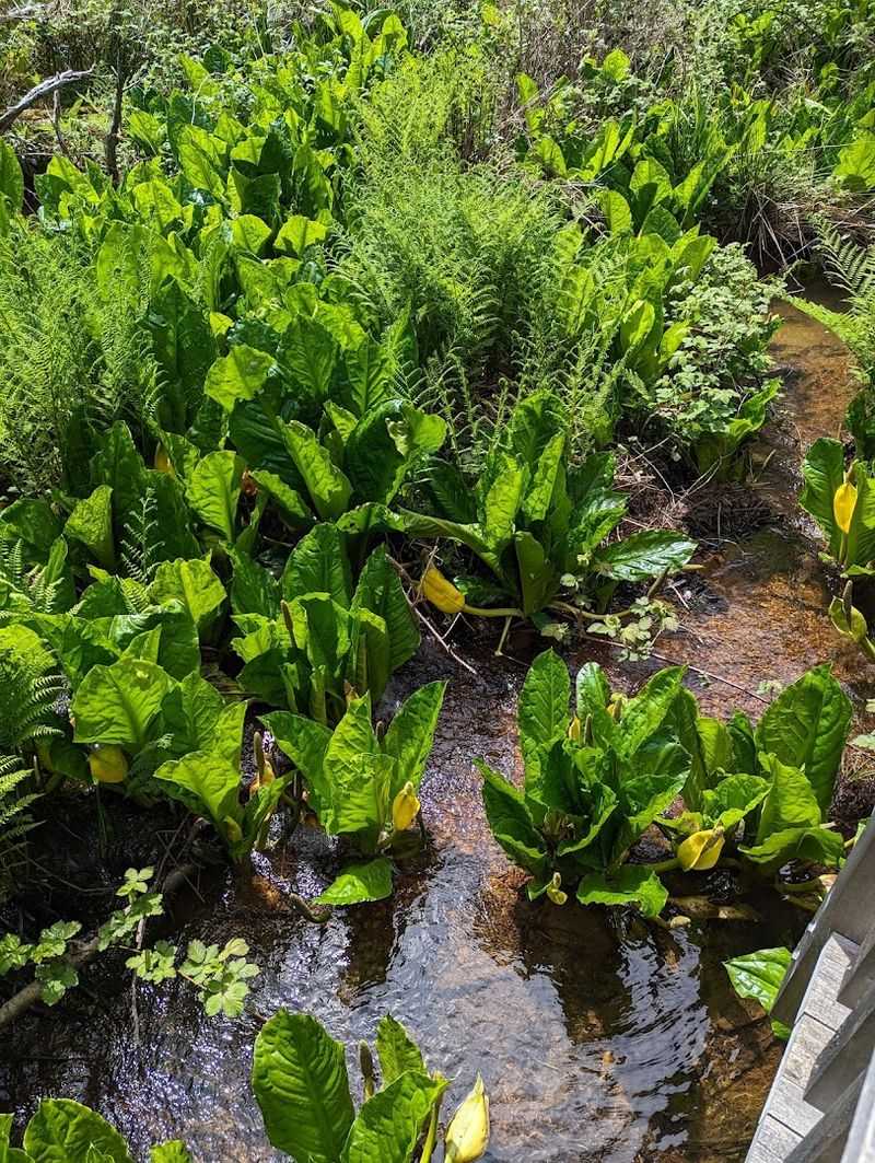 The Plants That Steal The Scene Between Trees