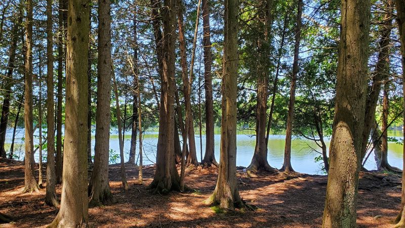 The White Cedar Swamp Surrounding The Lake