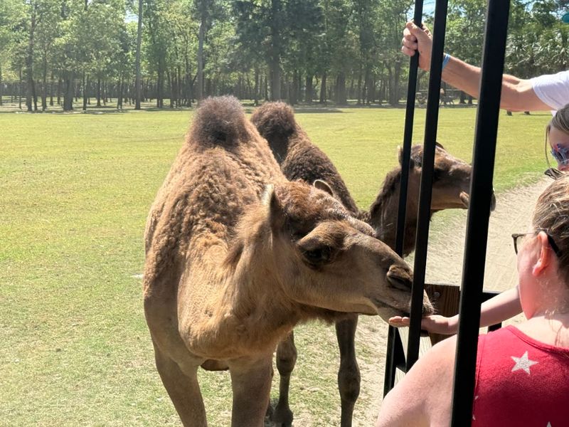 The Animals You Might Not Expect To Find Here