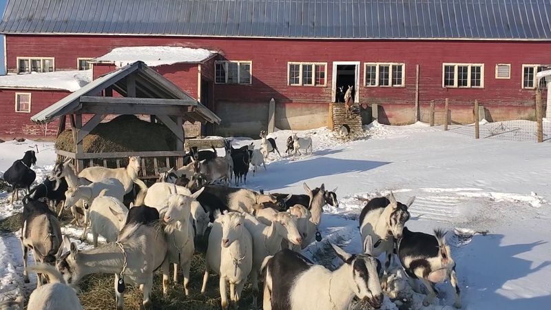 Blue Ledge Farm