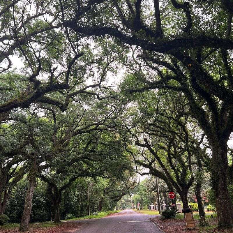 Magnolia Springs