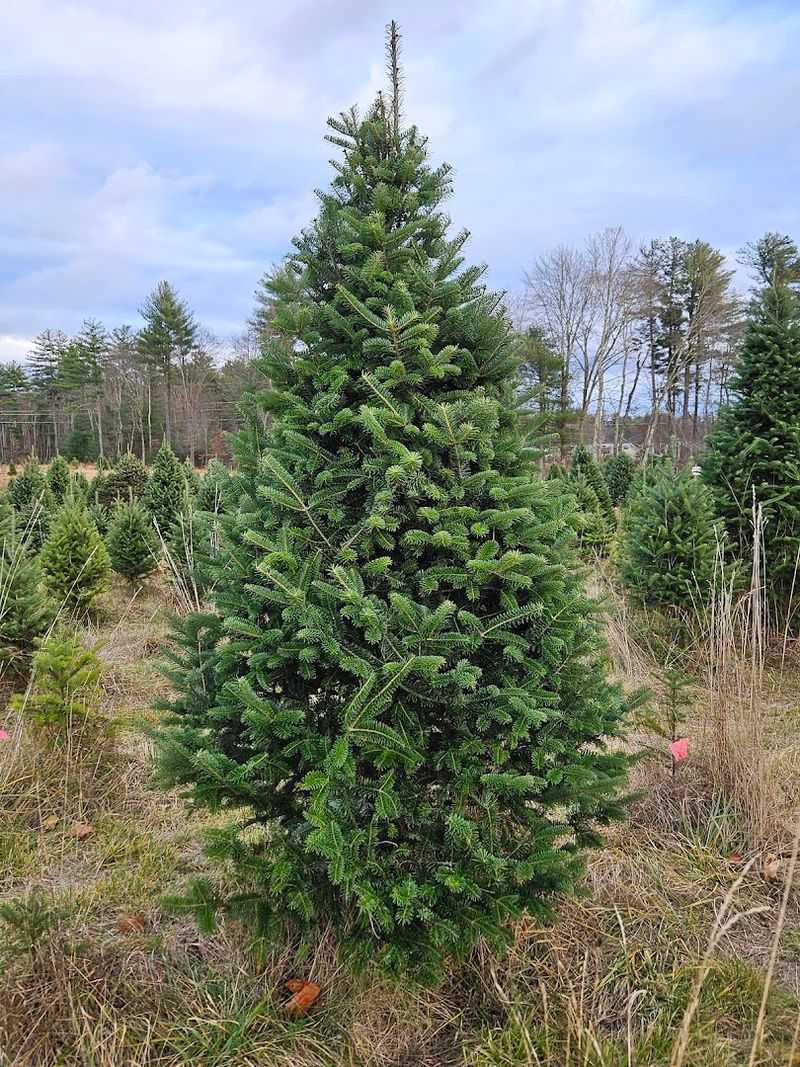 A Tree Variety That Covers Every Taste And Space