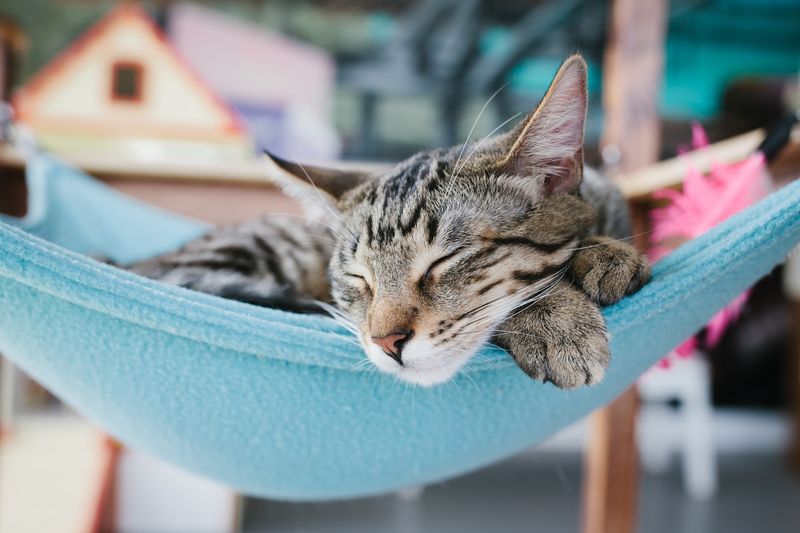 Cat Town - Oakland