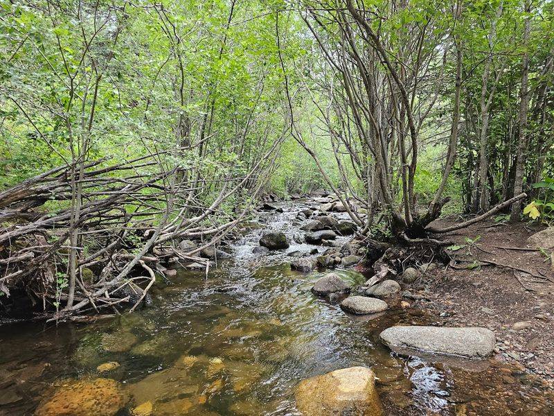 Misty Trails Beneath Towering Forests