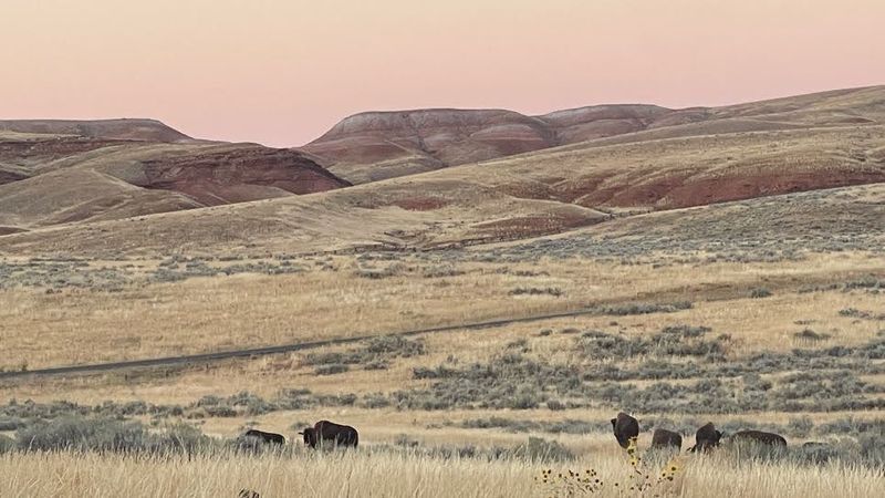 Wildlife, History, And Dinosaur Discoveries Nearby