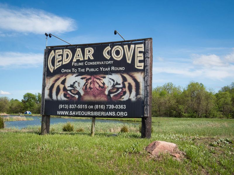 Where Exactly You Will Find This Wild Cat Haven
