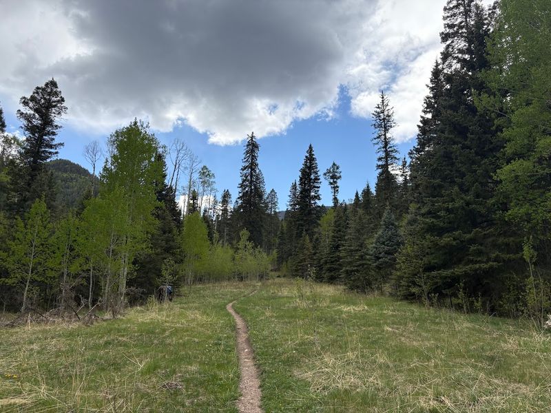 Forest Trails And Scenic Silence