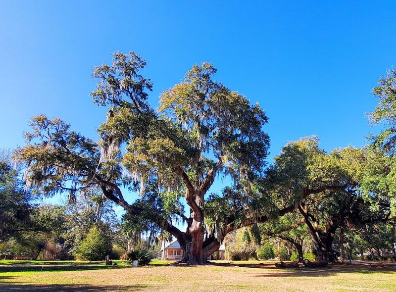 The Deerhead Oak Story