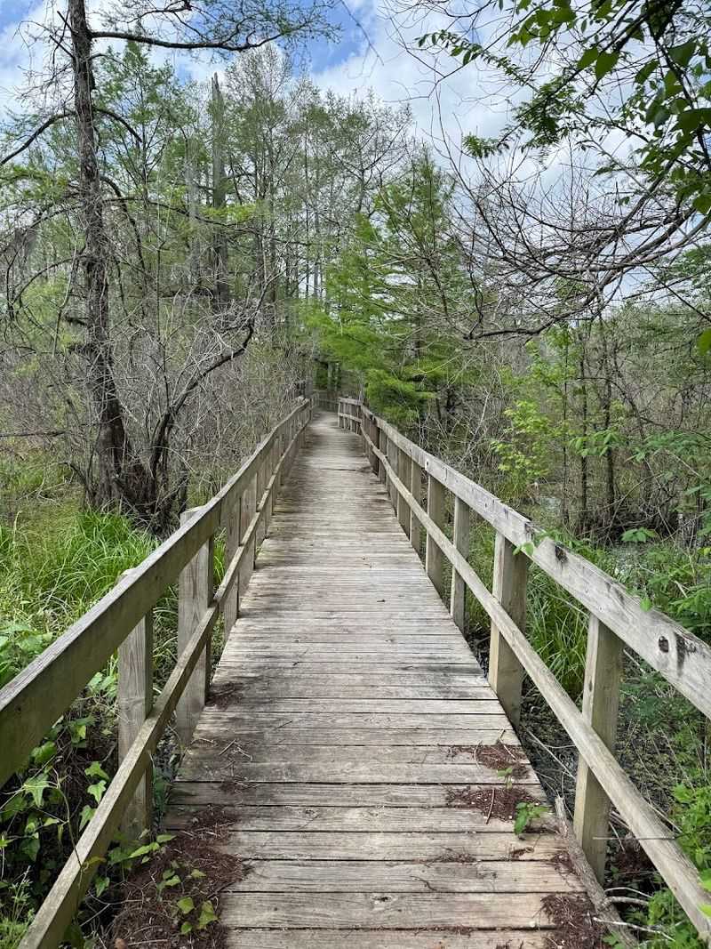 Where The Swamp Begins To Take Over